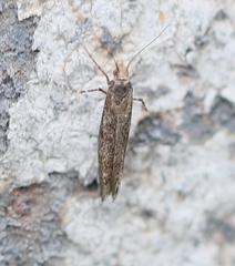 Ypsolophidae