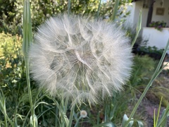 Tragopogon coelesyriacus