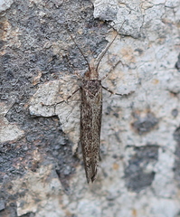 Ypsolophidae