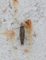 Ypsolophidae