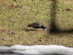 Sturnus vulgaris
