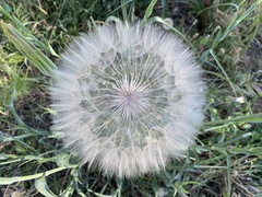 Tragopogon coelesyriacus