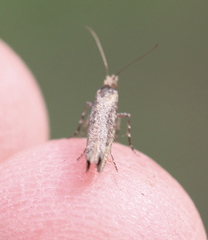 Ypsolophidae