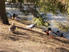 Columba livia domestica