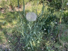 Tragopogon coelesyriacus