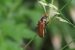 Lycocerus suturellus
