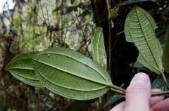 Miconia cundinamarcensis