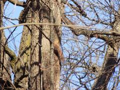Sciurus vulgaris