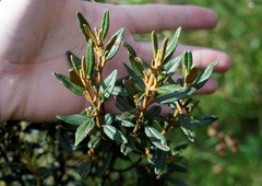 Miconia salicifolia