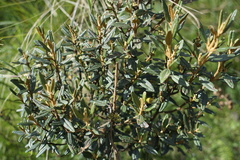 Miconia salicifolia