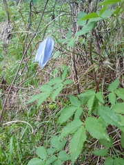 Clematis alpina