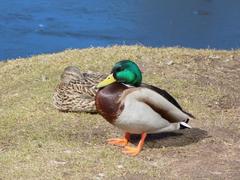 Anas platyrhynchos