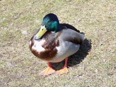 Anas platyrhynchos