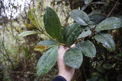 Miconia cundinamarcensis