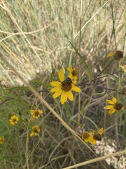 Astylus vittaticollis