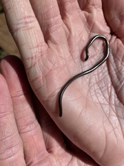 Leptotyphlops scutifrons