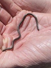 Leptotyphlops scutifrons