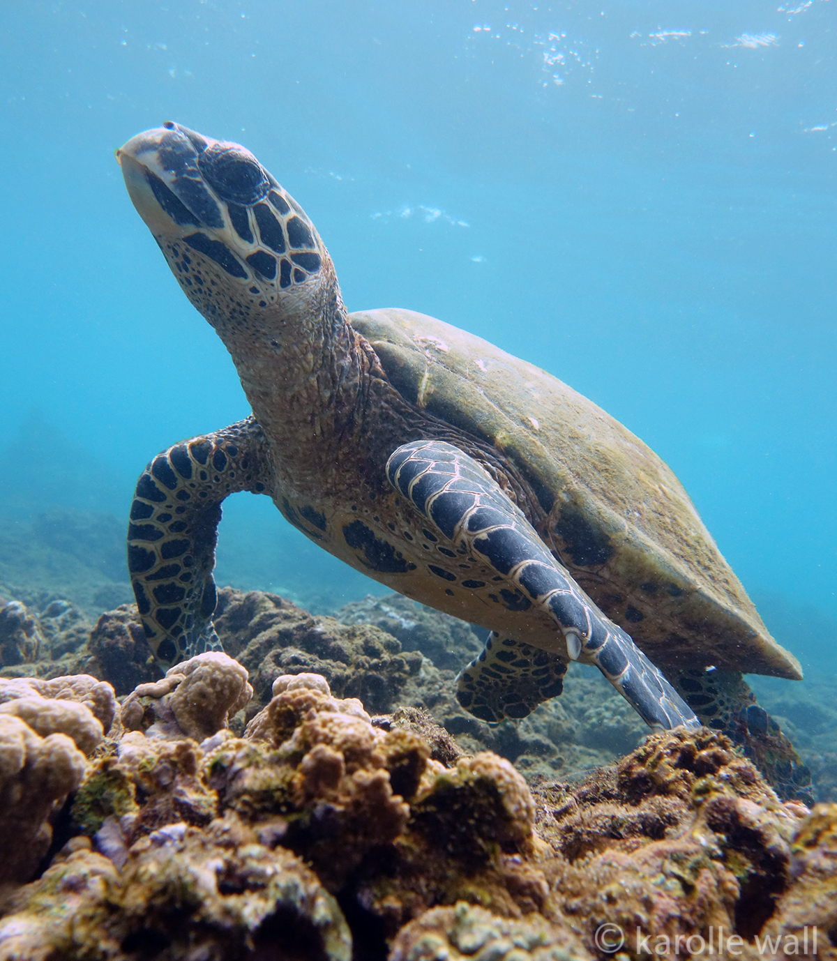 Photograph of Eretmochelys imbricata
