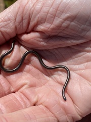 Leptotyphlops scutifrons