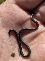 Leptotyphlops scutifrons