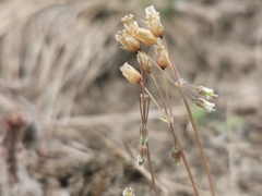 Holosteum umbellatum