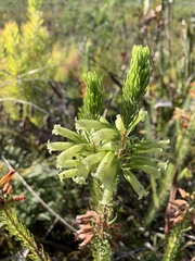 Erica viscaria