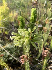 Erica viscaria