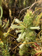 Erica viscaria