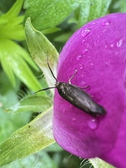 Scythris fuscicomella