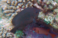 Hemitaurichthys thompsoni