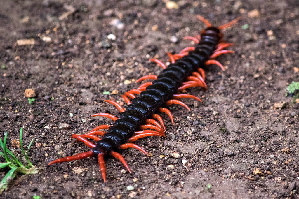 Scolopendra sumichrasti