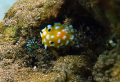 Goniobranchus vibratus