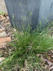 Carex retroflexa