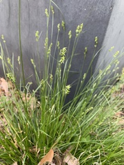 Carex retroflexa