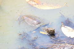 Trachemys stejnegeri