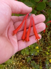 Lonicera sempervirens