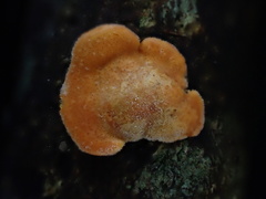 Trichoderma rogersonii