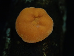 Trichoderma rogersonii