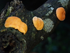 Trichoderma rogersonii