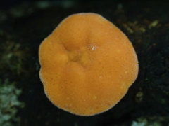 Trichoderma rogersonii