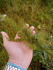 Rumex crispus