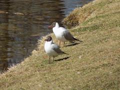 Chroicocephalus ridibundus