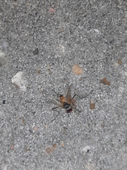 Cholomyia inaequipes