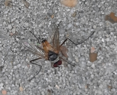 Cholomyia inaequipes