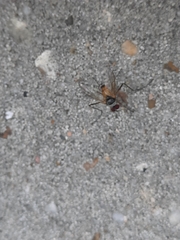 Cholomyia inaequipes