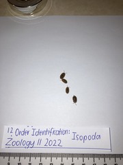 Isopoda