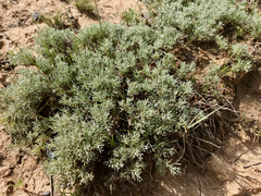 Artemisia pedatifida