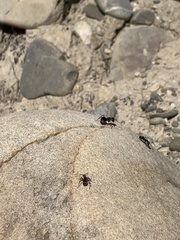Camponotus mus