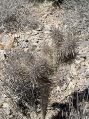 Cylindropuntieae