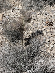 Cylindropuntieae